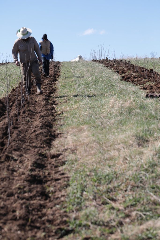 Meanwhile back at the farm...May 11, 2020 - The Cider Farm